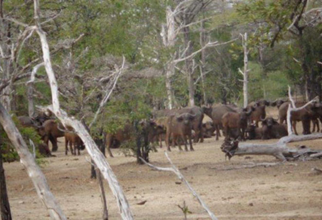 Buffalo herd at a waterhole in Mikumi