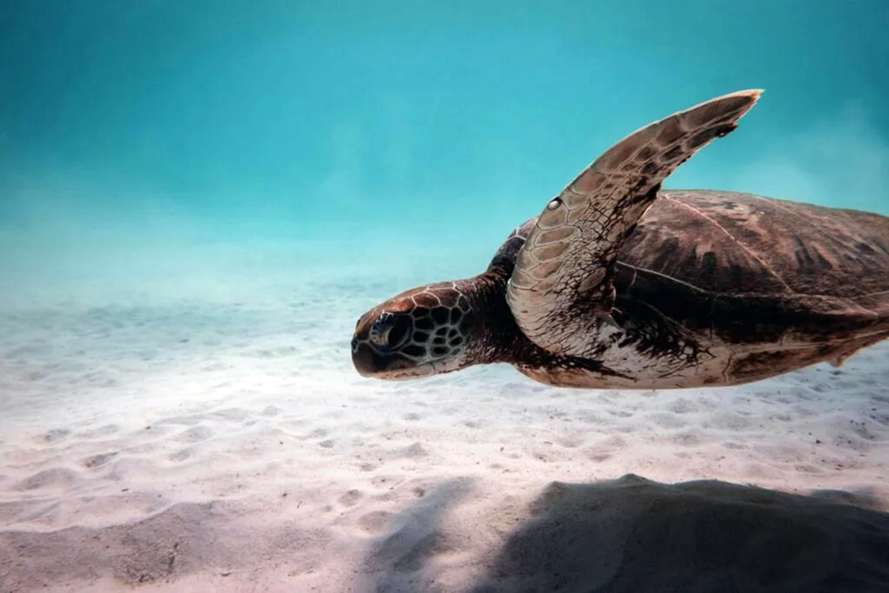 A tourist enjoys a swim with turtles Lagoon Zanzibar at the natural lagoon sanctuary in Nungwi.