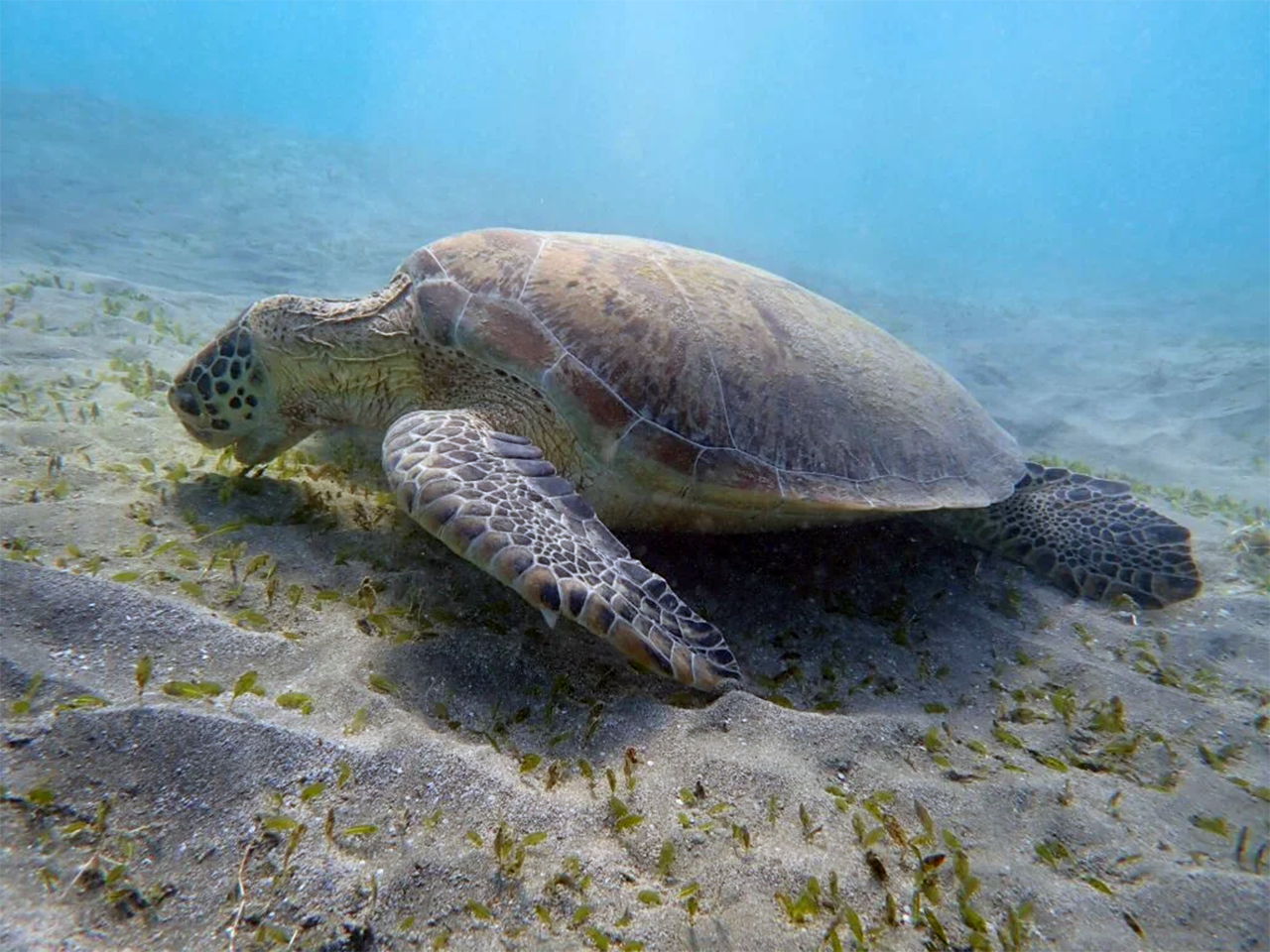 A tourist enjoys a swim with turtles in Zanzibar at the natural lagoon sanctuary in Nungwi.