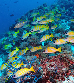 Coral Reef